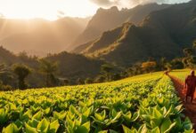 Aura Farming: Energi Anak Nusantara Mendunia